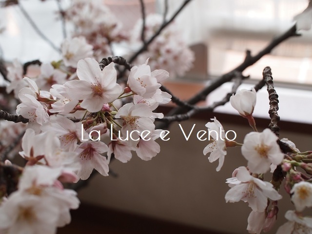 sakura01.jpg